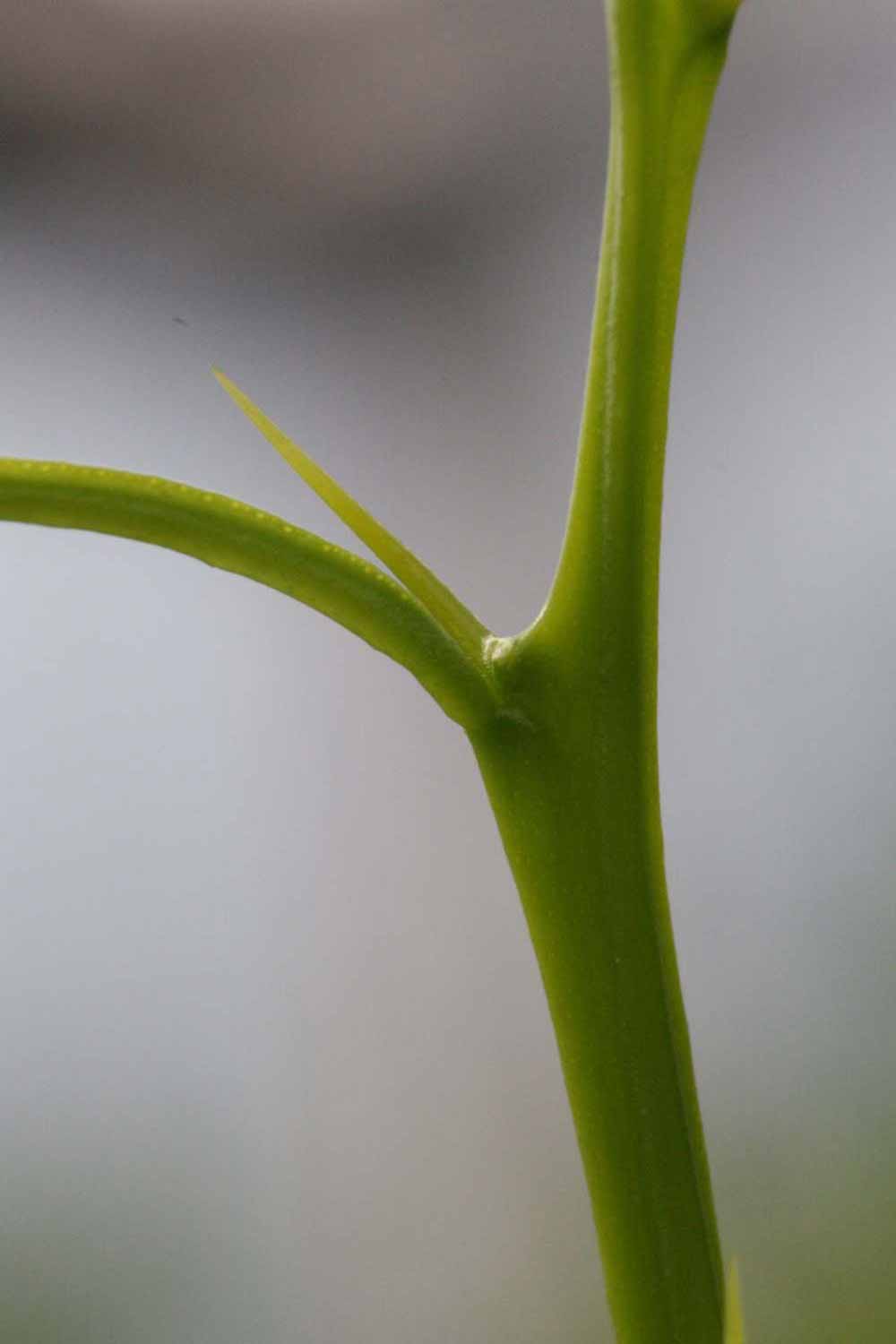              First year twig (Riverside, CA)       